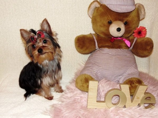 Yorkshire Terrier, Yorki