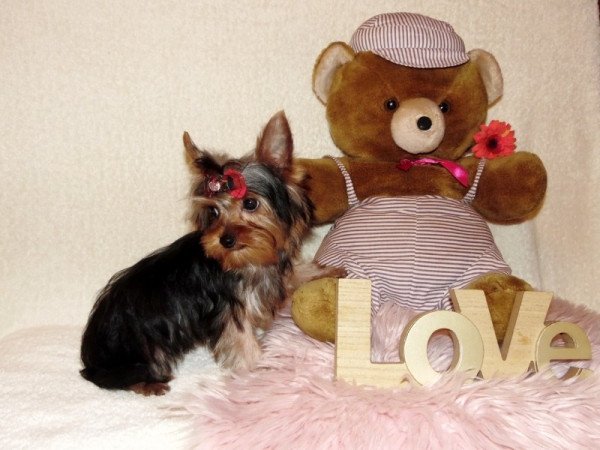 Yorkshire Terrier, Yorki