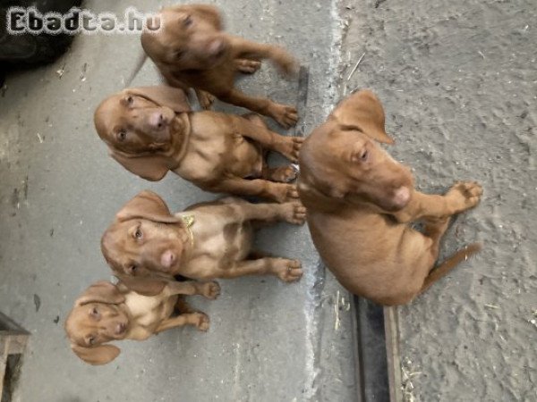 Fajta tiszta vizsla kölykök