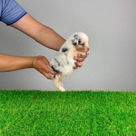 Ausztrál juhászkutya