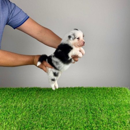 Ausztrál juhászkutya