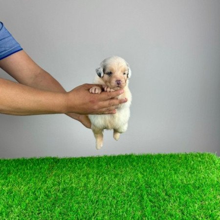 Ausztrál juhászkutya