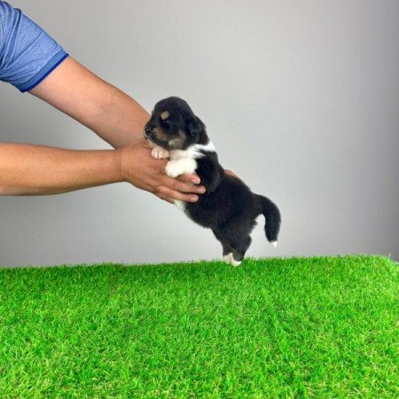 Ausztrál juhászkutya