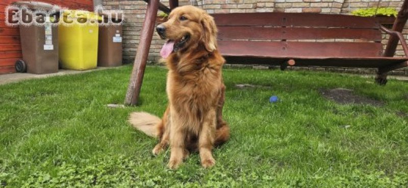 Golden Retriever kan fedez.