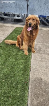 Golden Retriever kan fedez.