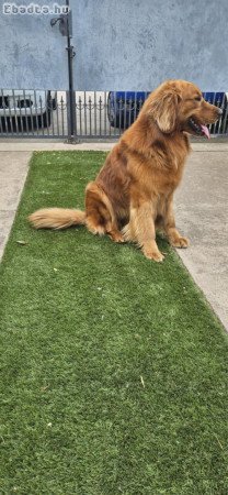 Golden Retriever kan fedez.