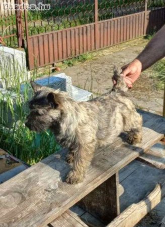 Cairn terrier kan kölykök