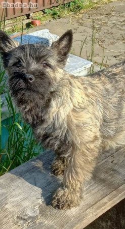 Cairn terrier kan kölykök