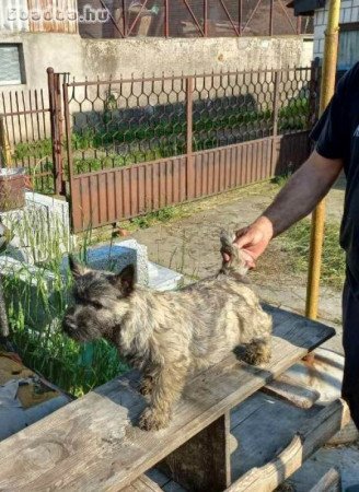 Cairn terrier kan kölykök