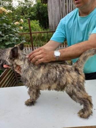 Cairn terrier kan kölykök