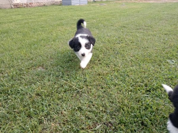 Border collie