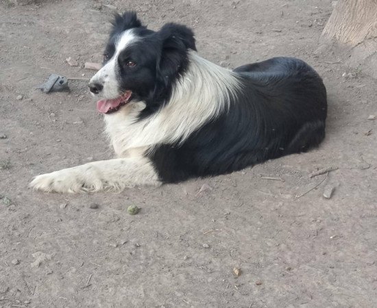 Border collie