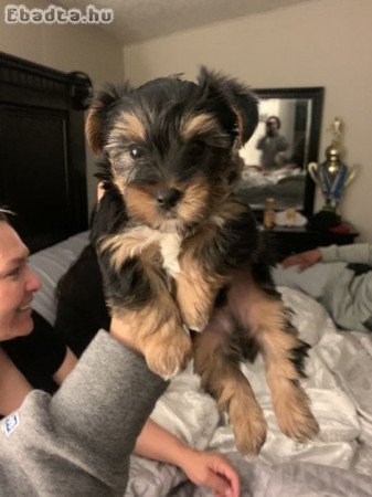 Yorkshire terrier kölykök