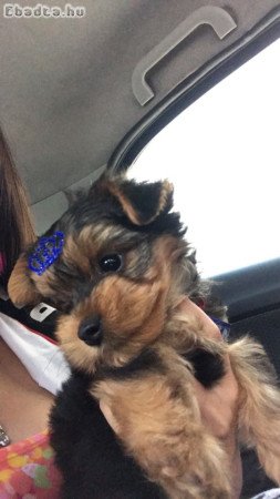 Yorkshire terrier kölykök