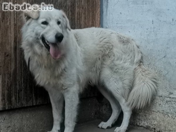 Kuvasz ingyen elvihető