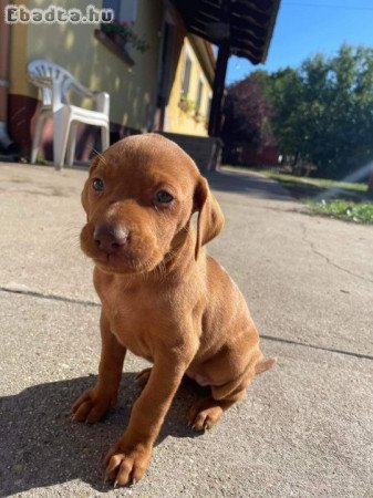 Magyar Vizsla fajtatiszta jellegű kutyusok eladók