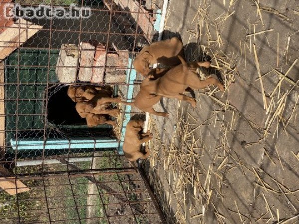 Magyar Vizsla fajtatiszta jellegű kutyusok eladók