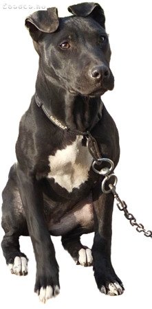 Amerikai pit bull terrier