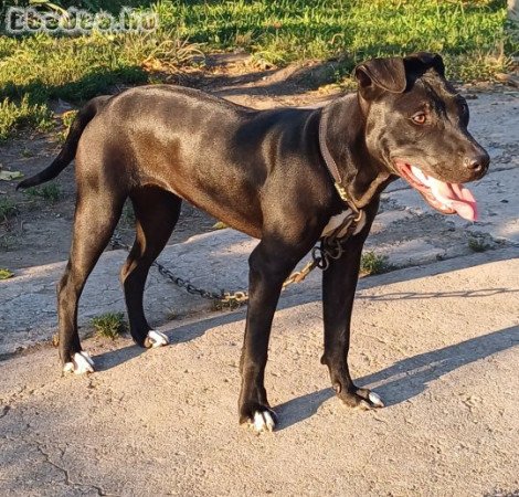 Amerikai pit bull terrier