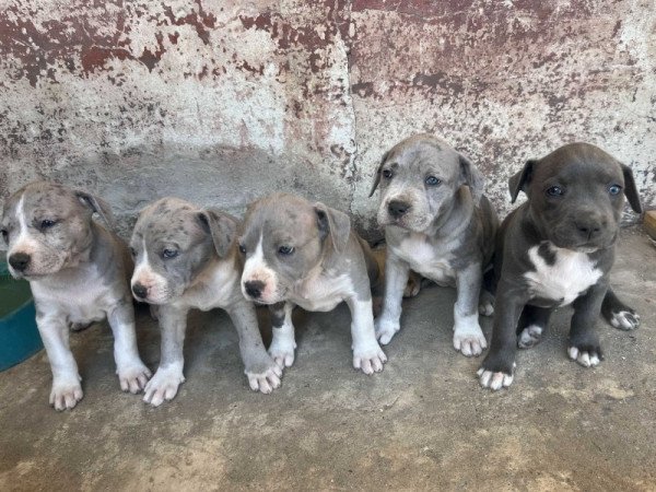 Amerikai Staffordshire Terrier