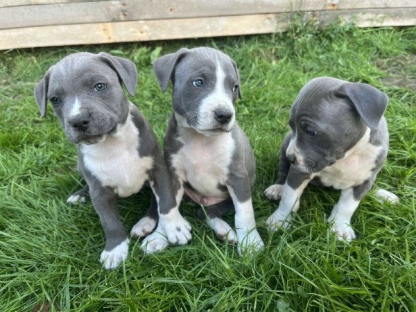 Amerikai Staffordshire Terrier