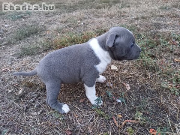 Staffordshire terrier kan kiskutyák