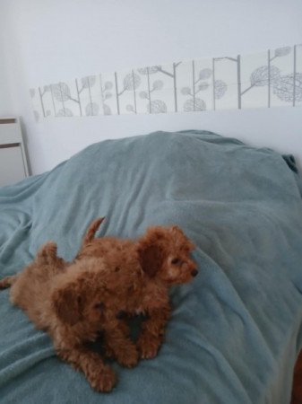 Vörös törpe uszkár