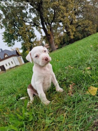 Staffordshire terrier kisfiú gazdi kereső