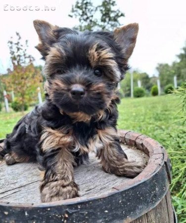 Yorkshire terrier kölykök