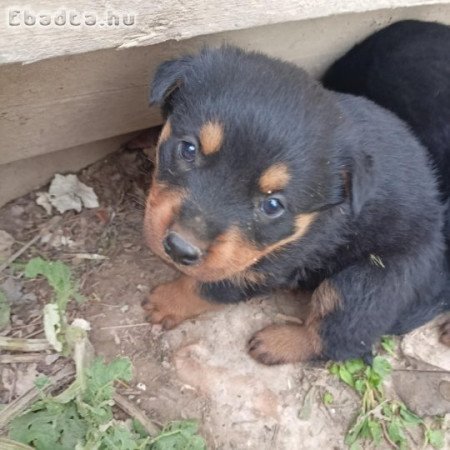 Rottweiler kiskutyák eladók