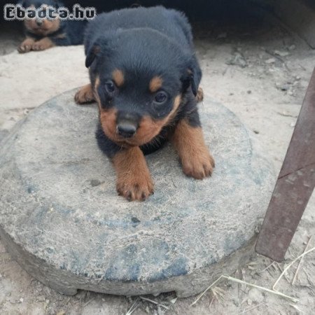 Rottweiler kiskutyák eladók