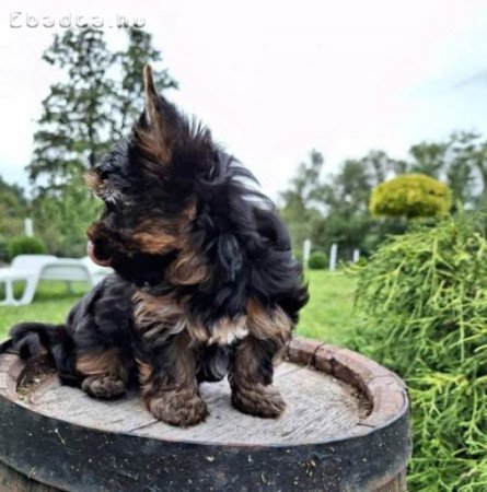 Yorkshire terrier kölykök