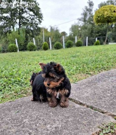 Yorkshire terrier kölykök