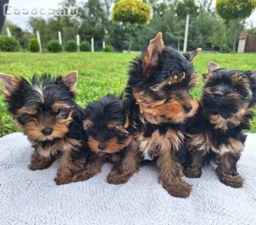 Yorkshire terrier kölykök