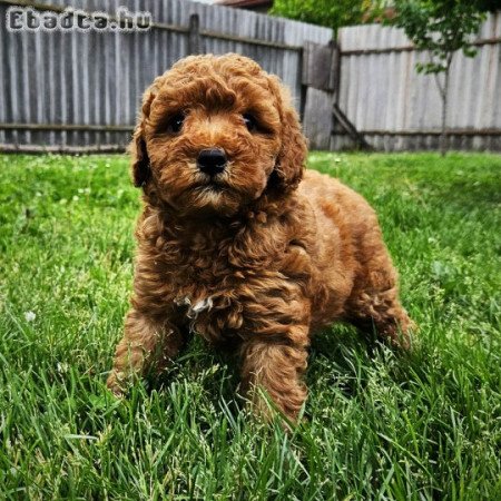 Vörös törpe uszkár kisfiú