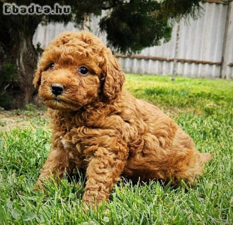 Vörös törpe uszkár kisfiú