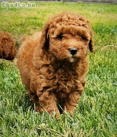 Vörös törpe uszkár kisfiú