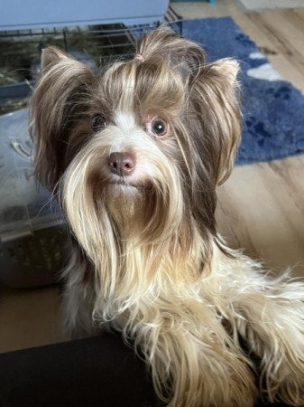 Biewer Yorkshire terrier