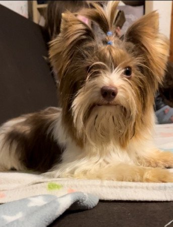 Biewer Yorkshire terrier