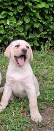Labrador