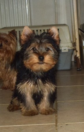Yorkshire terrier