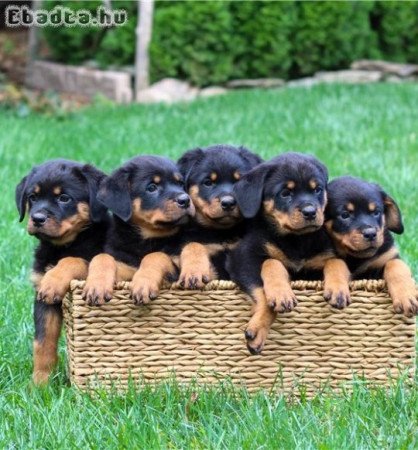 rottweiler kölykök