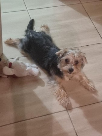 Mini Yorki sirtterier