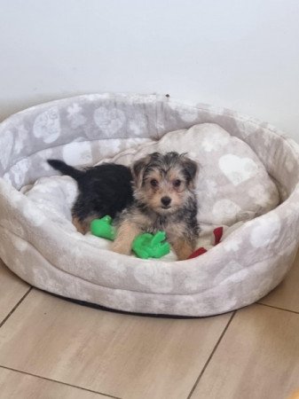 Mini Yorki sirtterier
