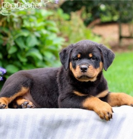 rottweiler kölykök