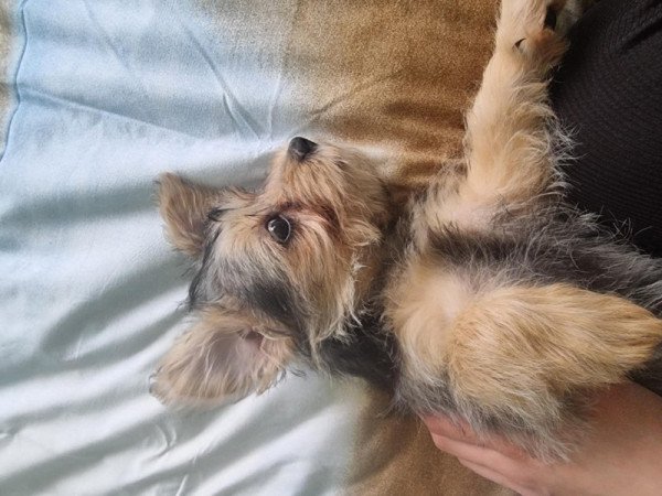 Mini Yorki sirtterier