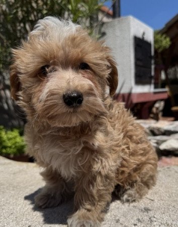 Maltipoo (máltai & uszkár)