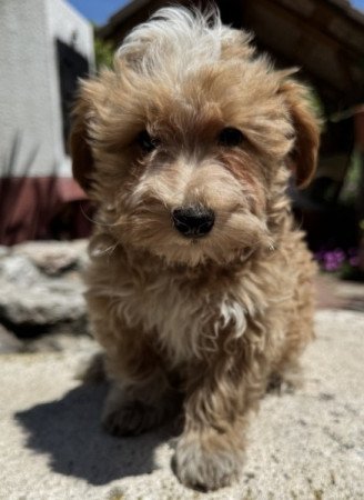 Maltipoo (máltai & uszkár)