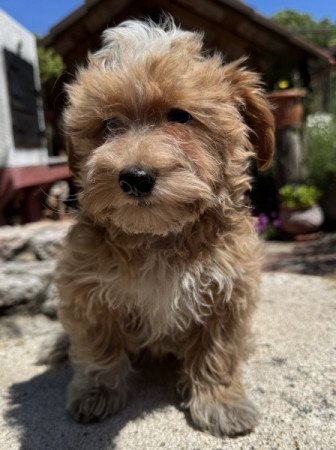 Maltipoo (máltai & uszkár)