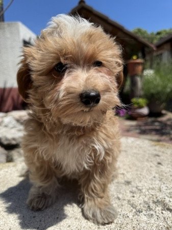 Maltipoo (máltai & uszkár)